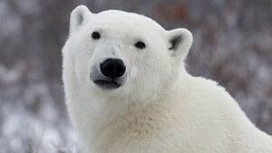 hi-polar-bear-cp-3865797-4col