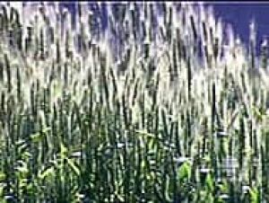 wheat_field070724
