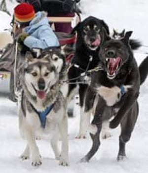 si-bc-sled-dog-cp-00459186