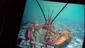 lobster_220x124_1