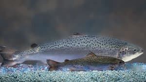 pe-si-aquabounty-salmon-300