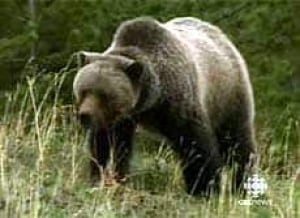 cgy-grizzly-alberta