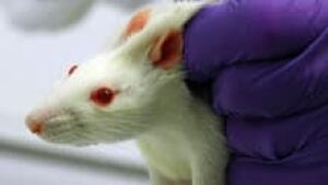 si-lab-rat-220-cp-6891205