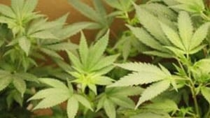 hi-cgy-marijuana852