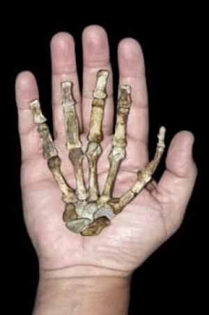 sm-220-sediba-hand-pschmid