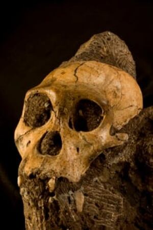 sm-220-sediba-skull-lberger