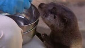 si-orphan-otter
