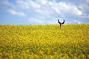 ii-canola-300-cp-013819482