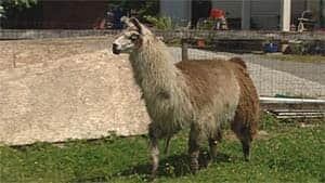 mi-bc-archive-llama