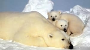 tp-north-beaufort-sea-polar-bears-8947457