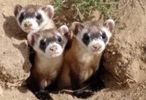 220-ferrets-mike-lockhart