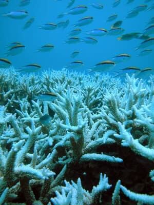 110112-great-barrier-reef-ap-4043424-300px