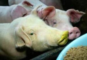 glowing-pigs-in-light