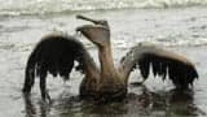 si-oil-gulf-pelican-160