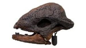 sm-220-stegoceras