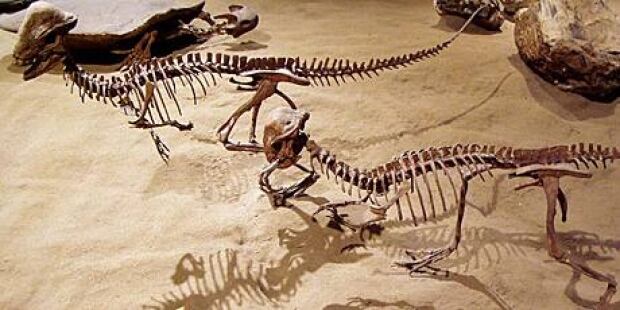 fi-460-stegoceras-wikimedia