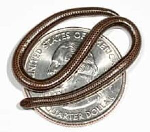 sm-220-threadsnake-01158192