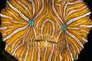 sm-220-frogfish-01159274