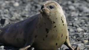 harp-seal-300-cp4594310
