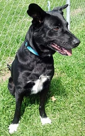 dog-pollux-009438261