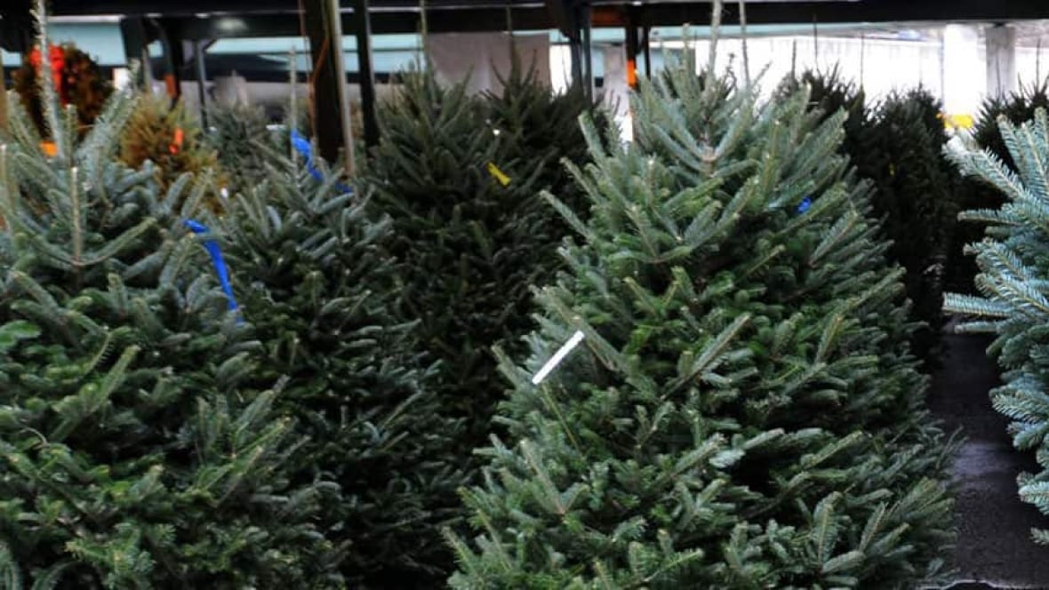 christmas tree growers push back at allergy claims new christmas tree growers push back at allergy claims new