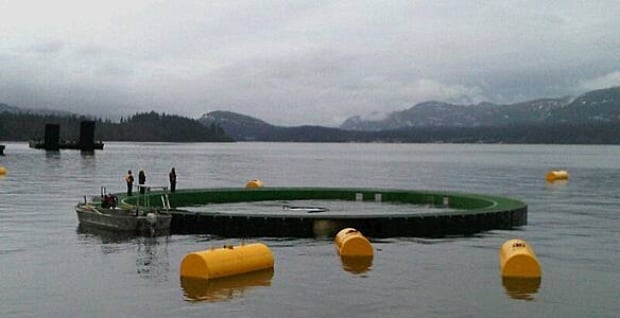 sunk-tank-584px