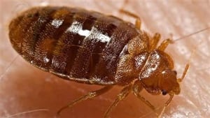 li-bedbugs-620