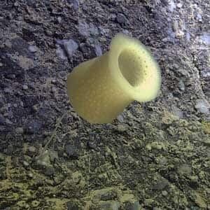 100717-new-sponge-ropos-cp-9063801-300px