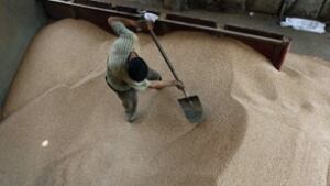 tp-egypt-wheat-cp-9220277