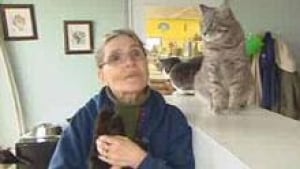 si-cgy-cat-lady2