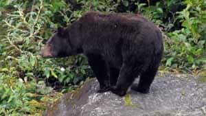 si-black-bear-300-ap-01283938
