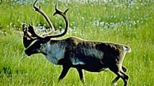 si-nl-woodland-caribou-220-9345720