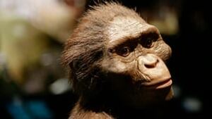 tp-lucy-australopithecus-model-ap-3487335