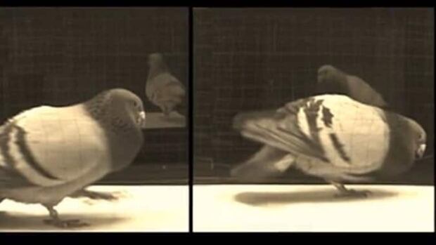 Dance your thesis pigeons 08 picture