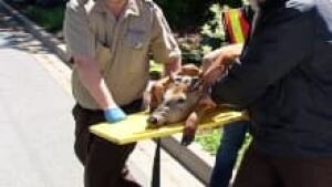 ns-si-tranquilized-deer
