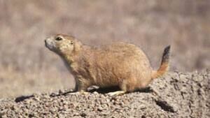 mi-prairie-dog