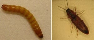 pe-mi-wireworm-300