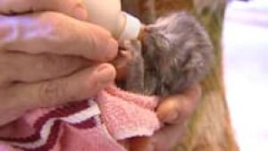 si-nb-kitten-feeding-220