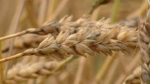 hi-852-wheat-closeup