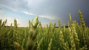 s_li-wheat620-cp00817508
