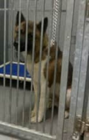 calgary-akita-male