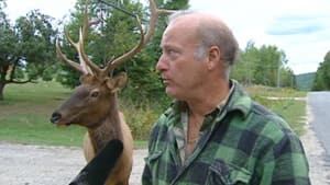 si-ott-elk-300