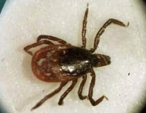 tick-cp-5276491