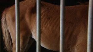 tp-nb-spca-horse