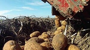 mi-quarry-potatoes