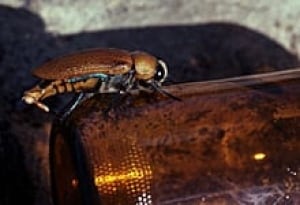sm-220-beetle-beer-bottle