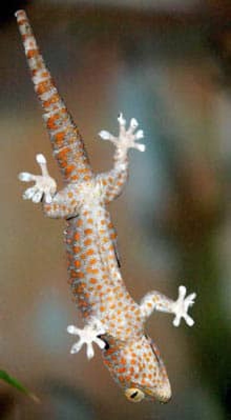 Geckos Grip Wet Surfaces With Tiny Hairs On Feet, Study Shows