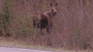 tp-nb-moose-highway