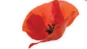mi-300-poppy-cbc