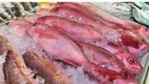 hi-852-fish-mercury-cp-3335-3col